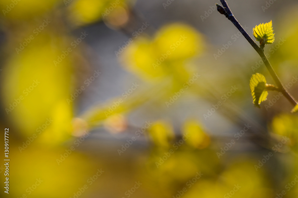Fresh spring leaves emerging in a Swedish forest during daylight Fresh spring leaves emerging in a Swedish forest during daylight