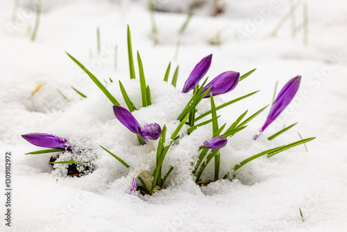 Obraz na płótnie crocuses in snow w salonie
