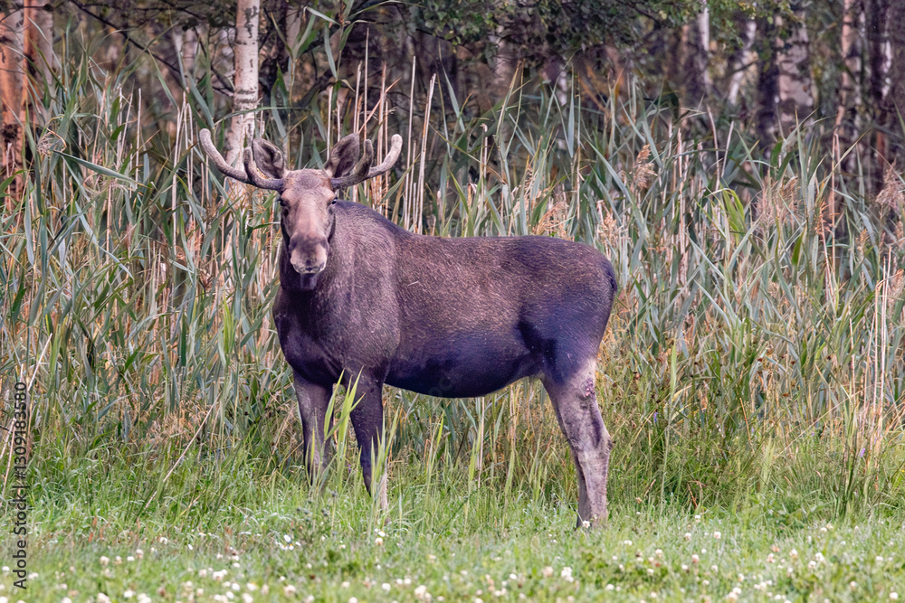 moose in the woods
