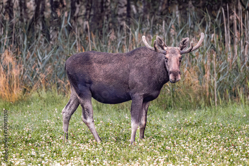 moose in the woods