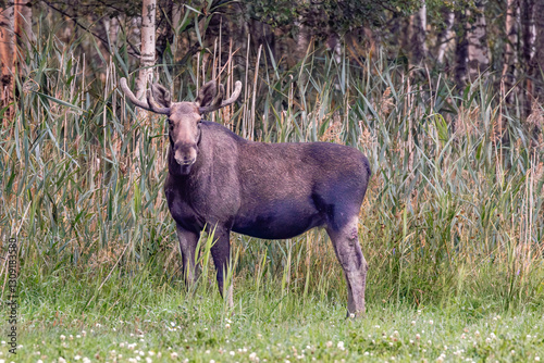 Obraz na płótnie moose in the woods w salonie