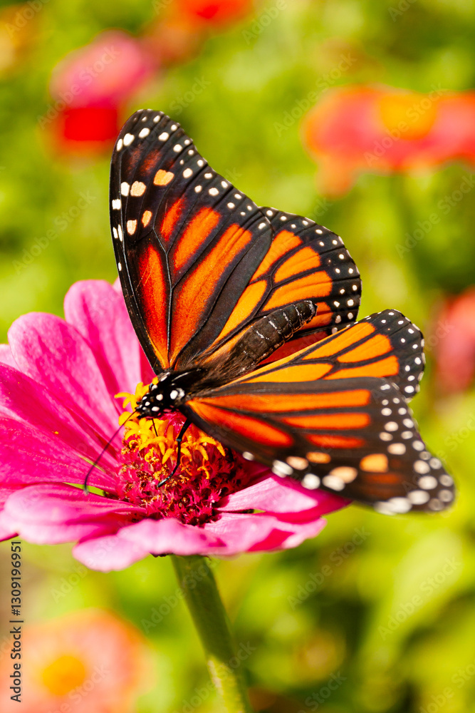 Fototapeta premium Monarch Butterfly on Zinnia Flower