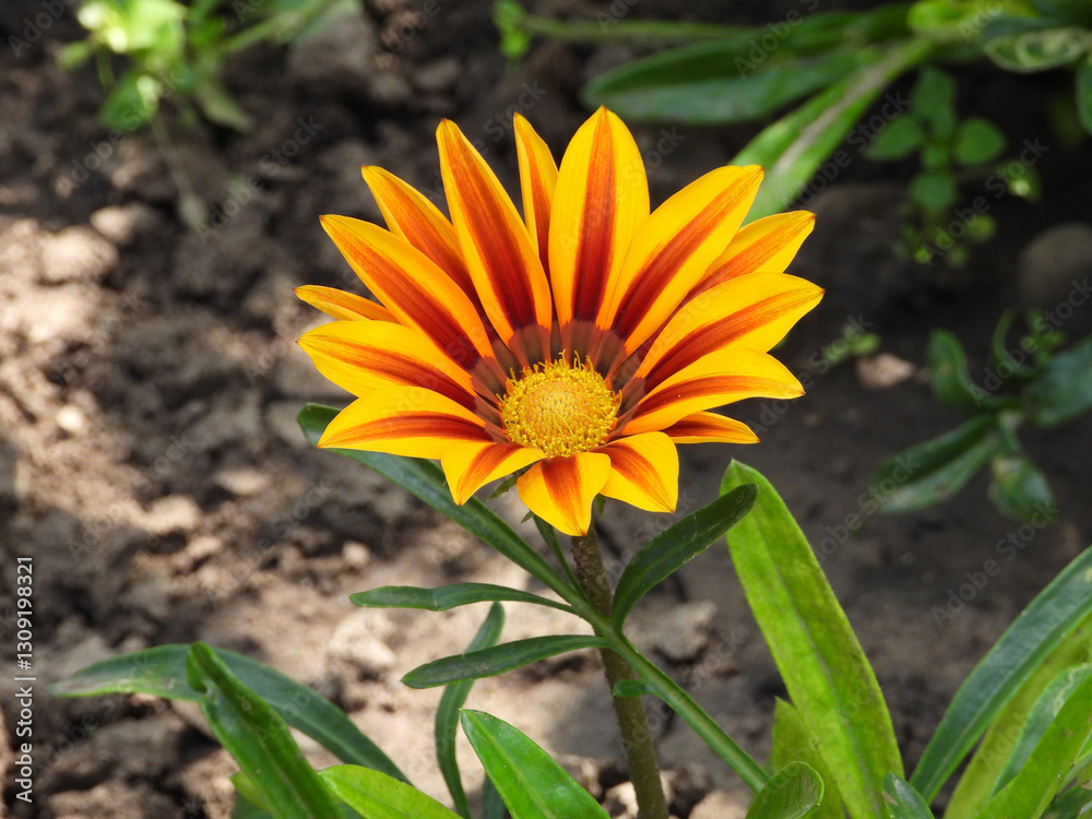 blooming treasure flowers, gazanias, in the garden blooming treasure flowers, gazanias, in the garden