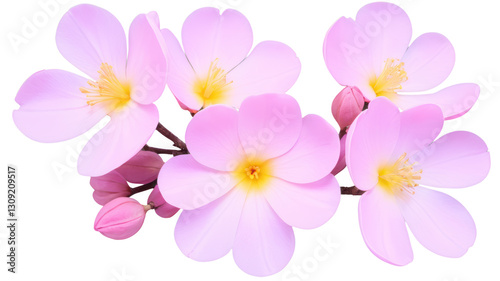 tabebuia