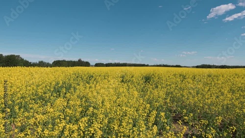 Canola Blooming Yellow Flowers In Field. Alberta Canada photo