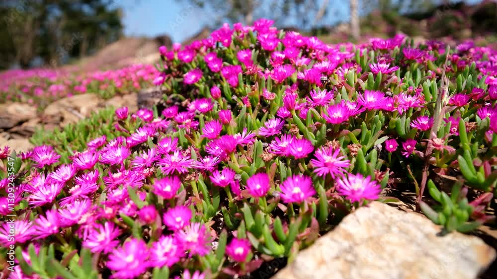 Closeup view of shocking pink delosperma iceplant flowers in bloom in spring Closeup view of shocking pink delosperma iceplant flowers in bloom in spring