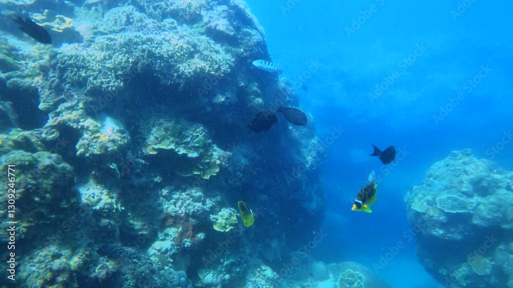 shaking camera view to two Latticed butterflyfish swimming around coral reef at the shallow sea bed ocean bottom in murky blue water underwater during day time at pacific ocean shaking camera view to two Latticed butterflyfish swimming around coral reef at the shallow sea bed ocean bottom in murky blue water underwater during day time at pacific ocean