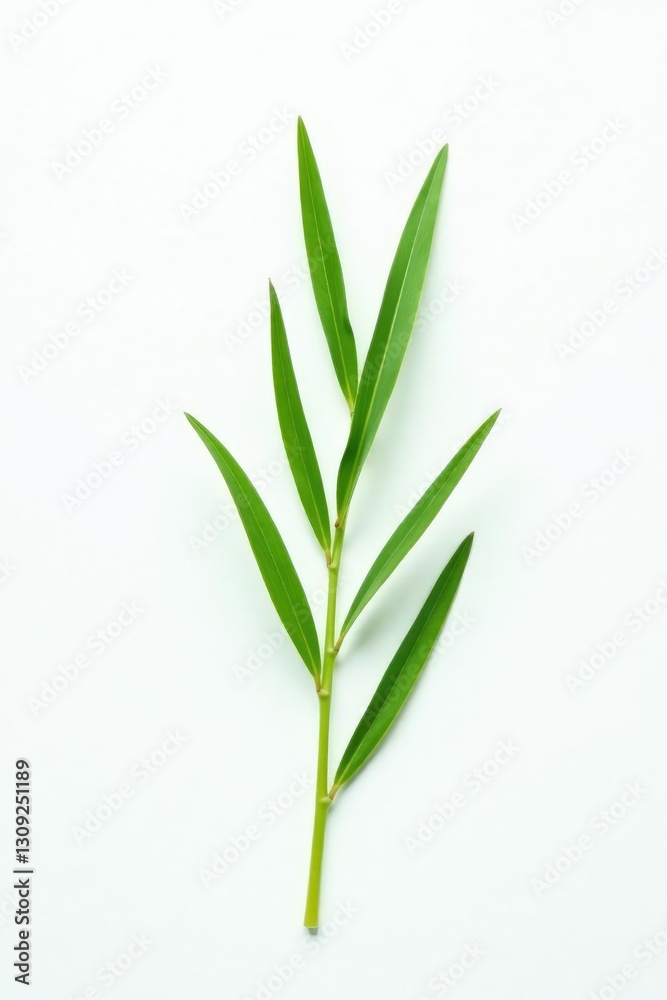 Fototapeta premium Single isolated blade of grass on a white surface, foliage, plain background, botanical