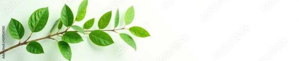 Leafy branches with green leaves on a crisp white background, botanical, branch, flowers Leafy branches with green leaves on a crisp white background, botanical, branch, flowers