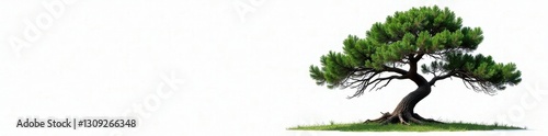 Majestic pine, thin trunk, lush green canopy, white backdrop , evergreen, wood, foliage