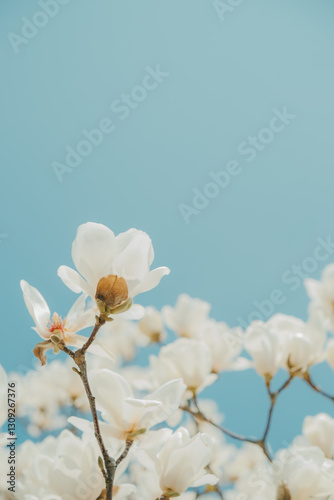 White Magnolia Flowers in Full against blue sky