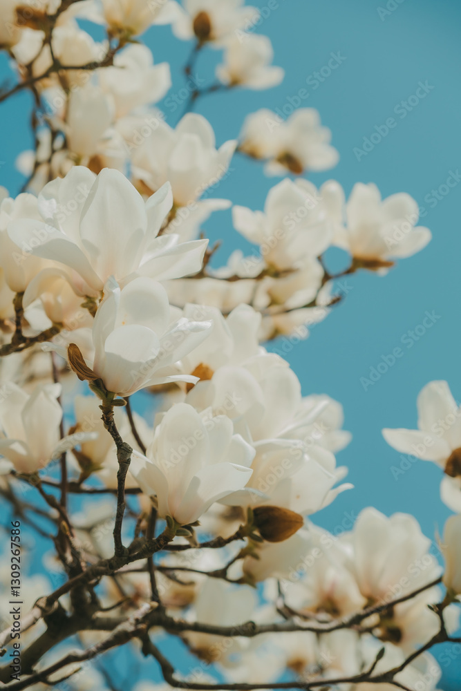 Fototapeta premium White Magnolia Flowers in Full Bloom Against Blue Sky