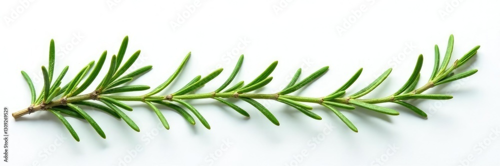 Fototapeta premium sprigs of rosemary in a sparse formation on white, botanical