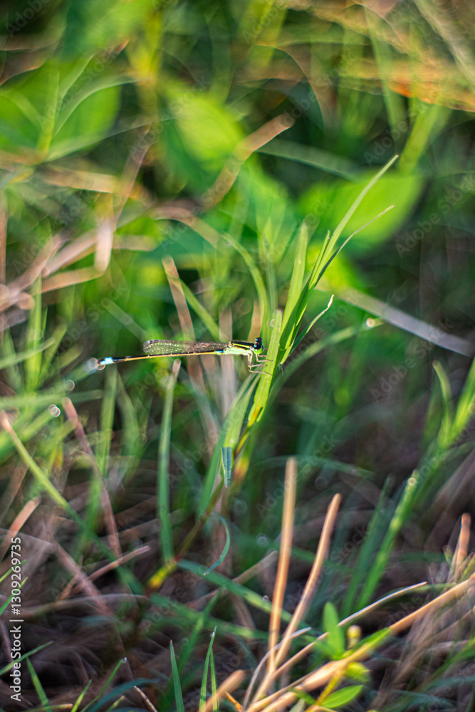green grass in the forest green grass in the forest