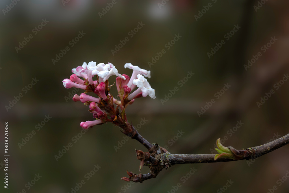 Closeup of flower cluster of Viburnum farreri 'Farrer's Pink' in a garden in spring Closeup of flower cluster of Viburnum farreri 'Farrer's Pink' in a garden in spring