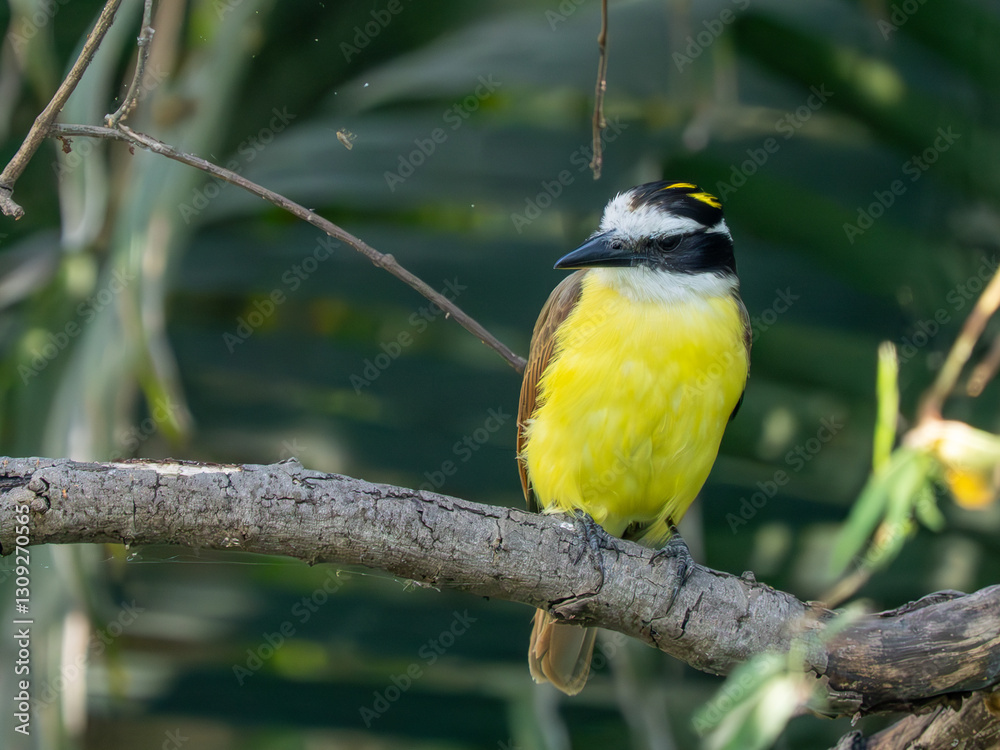 Fototapeta premium Schwefelmaskentyrann