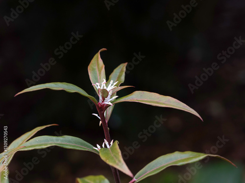 Closeup of a single flower of Sarcococca hookeriana var. digyna 'Purple Stem' in a garden in spring photo