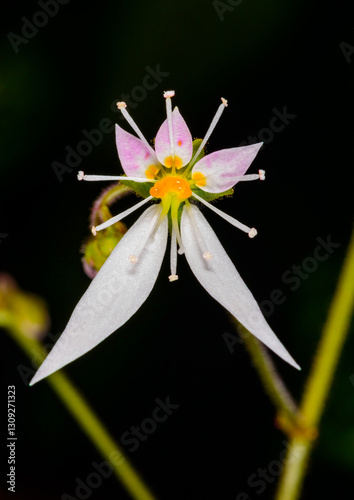 Canvas Print Creeping saxifrage, strawberry saxifrage Saxifraga stolonifera, original asymmet