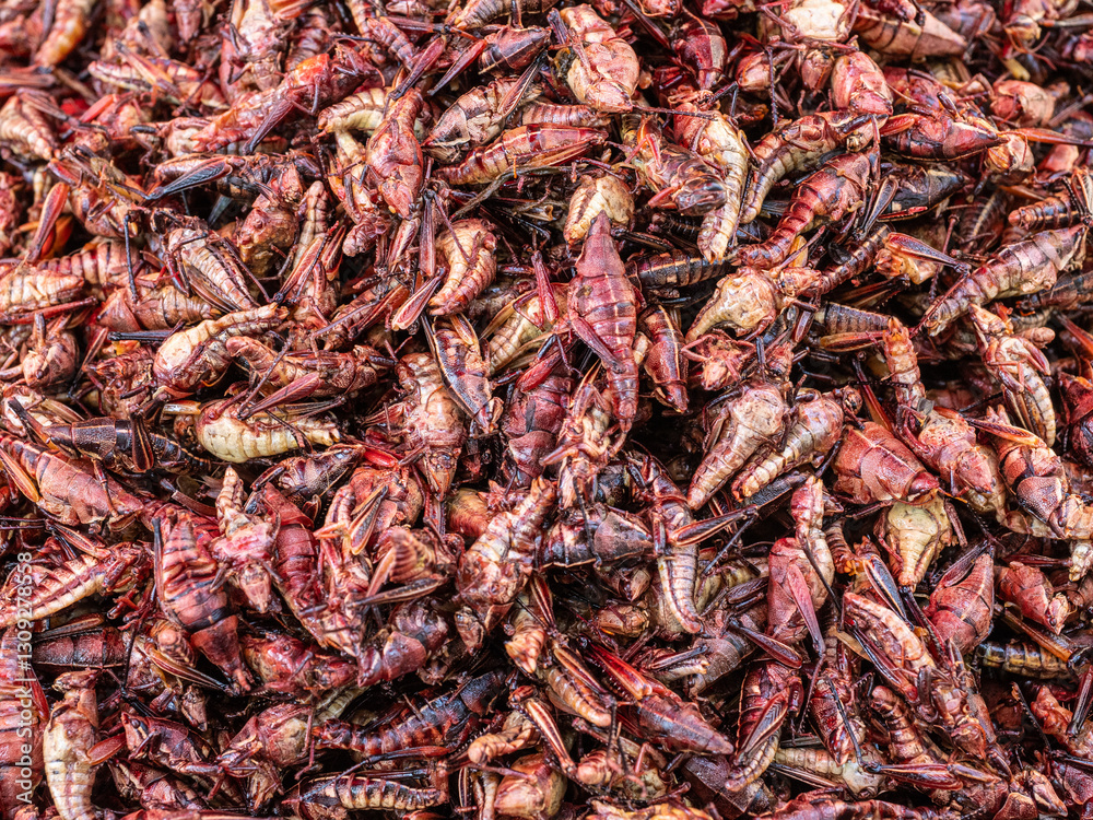 Fototapeta premium Heuschrecken