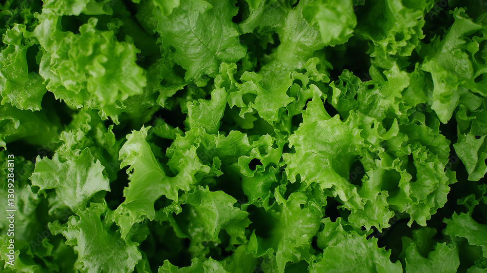 Lush Lettuce Leaves: A close-up shot highlighting the vibrant green of fresh, crinkled lettuce leaves, perfect for salads and healthy eating. Lush Lettuce Leaves: A close-up shot highlighting the vibrant green of fresh, crinkled lettuce leaves, perfect for salads and healthy eating.