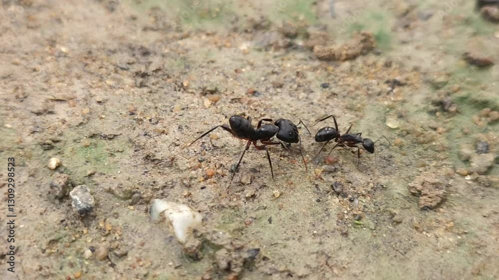 Big black ants fighting by biting each other's legs Big black ants fighting by biting each other's legs