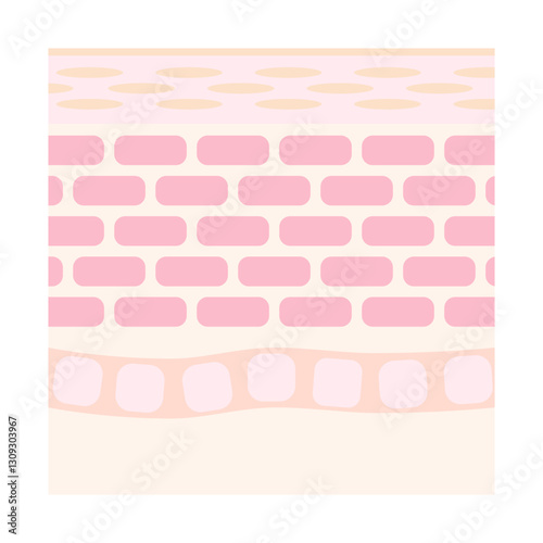 健康な肌断面のイラスト