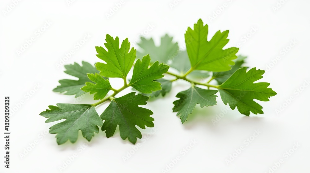 Fresh coriander or cilantro leaves used as garnish in food, enhancing flavor and presentation Fresh coriander or cilantro leaves used as garnish in food, enhancing flavor and presentation