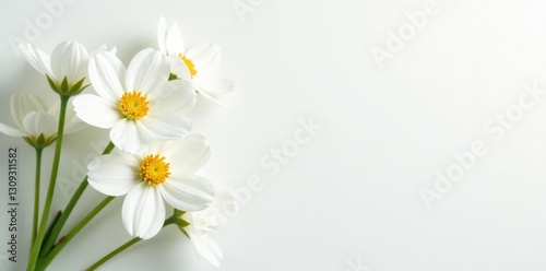 Crisp white flowers, stark contrast, clean background , elegant, backdrop, flowers