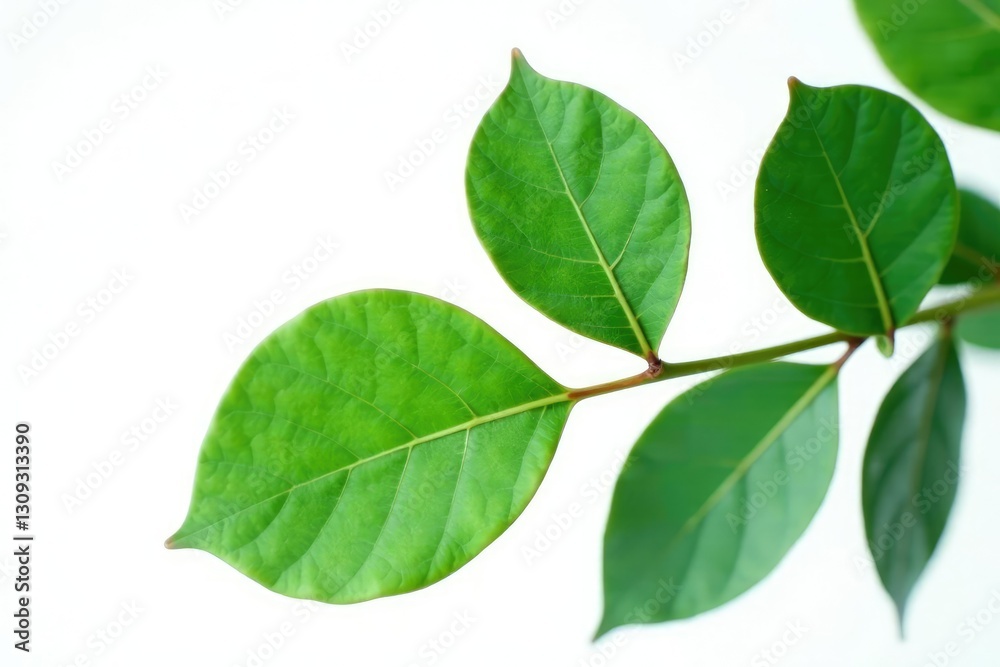 Fresh isolated eucalyptus leaves on white background, closeup, leaves, green Fresh isolated eucalyptus leaves on white background, closeup, leaves, green