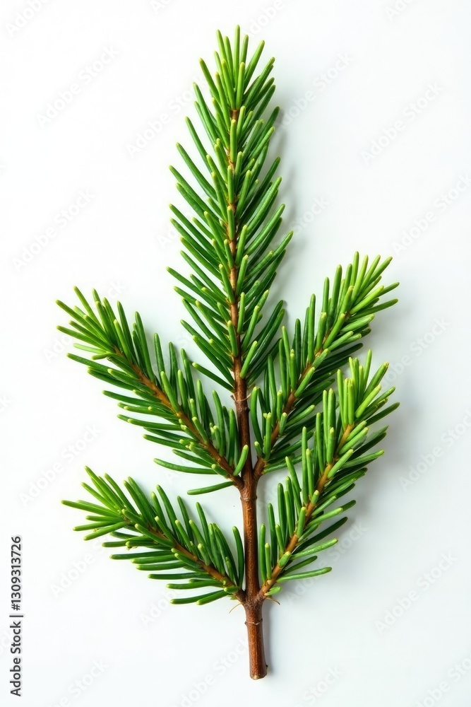 Freshly cut fir branch against white background, clean cut, fir Freshly cut fir branch against white background, clean cut, fir