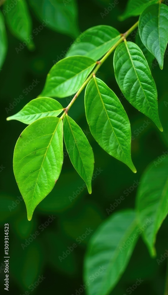 Freshly harvested Siamese neem leaves with stems, foliage, Freshly harvested Siamese neem leaves with stems, foliage,