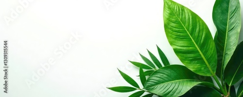 Greenery and foliage of a tropical plant isolated on white background, green, nature, plants