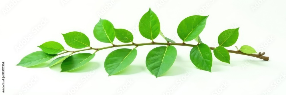 Green leafy branch isolated on white background, plant, foliage, greenery Green leafy branch isolated on white background, plant, foliage, greenery