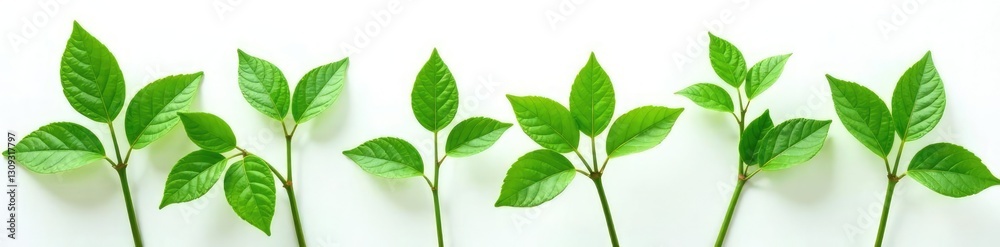 Green leaves and stems are isolated on a plain white background, plants, detail Green leaves and stems are isolated on a plain white background, plants, detail