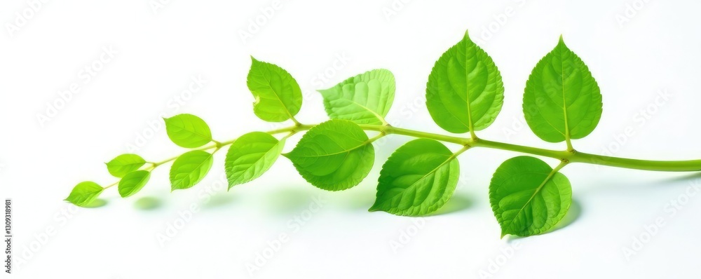 Green stem with leaves isolated on white background, flora, botanical, plants Green stem with leaves isolated on white background, flora, botanical, plants