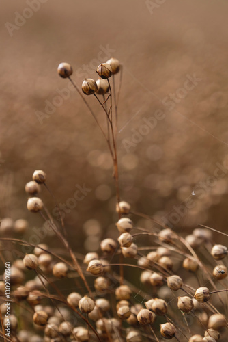 Seed capsules in a field.  Growing golden linseed. Shallow depth of field. Focus on center seed. 