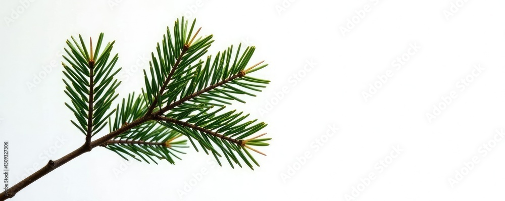 Pine tree branch against clean white backdrop, branch, solitary Pine tree branch against clean white backdrop, branch, solitary