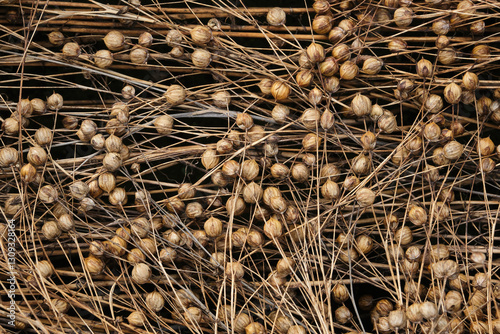 Common flax seed pods growing in a summer. Shallow depth of field.