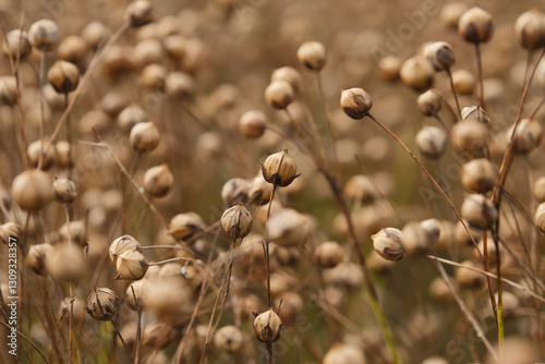 Common flax seed pods growing in a summer. Agriculture field with linseed, flax. Growing golden linseed. Shallow depth of field. Focus on center