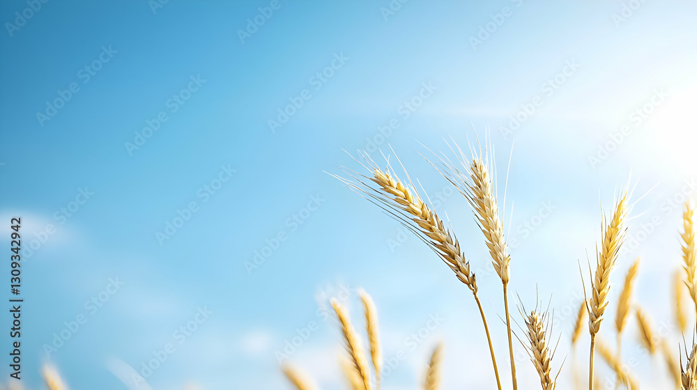 Golden Wheat Field Silhouetted Against Bright Blue Sky Under Sunny Daylight Golden Wheat Field Silhouetted Against Bright Blue Sky Under Sunny Daylight