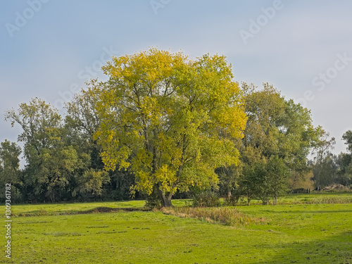 Sunny autumn marsh landscape in Bourgoyen nature reserve, Ghent, Flanders, Belgium photo