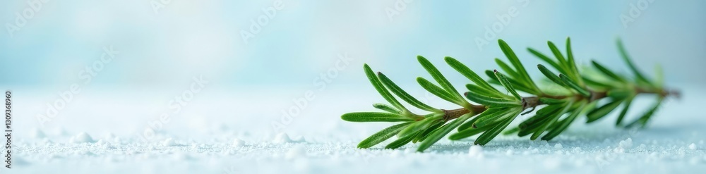 Obraz premium Sprig of fresh rosemary against a snowy background, leaves, herb, branches