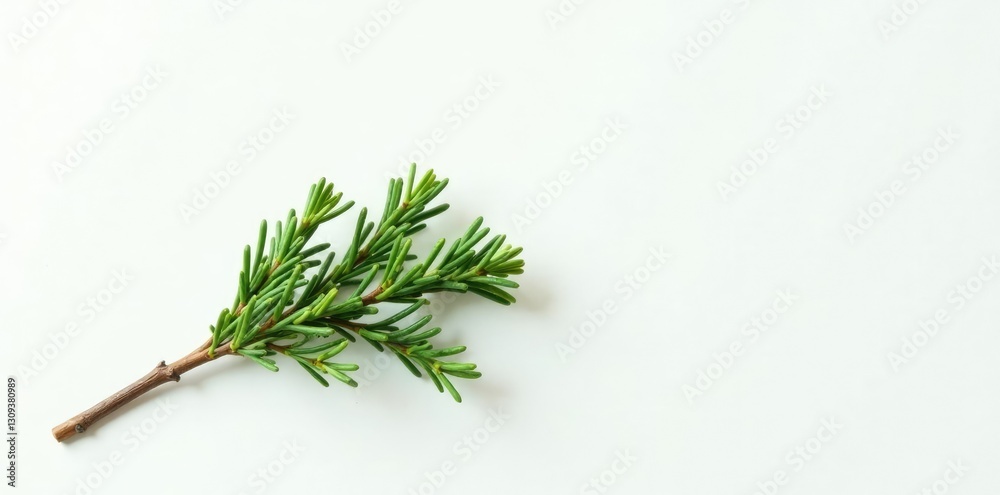 Fototapeta premium Single cypress branch against a clean white surface, foliage, cypress