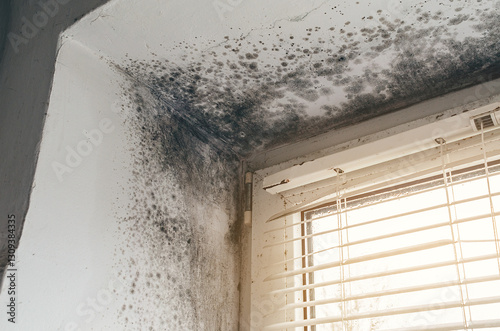 Black mold growth on walls and ceiling near window with blinds photo