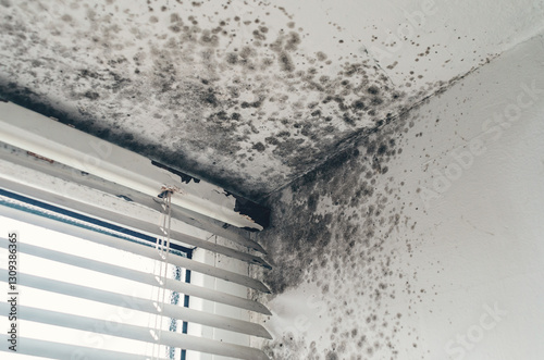 Black mold on walls and ceiling near window with damaged frame and dirty blinds
