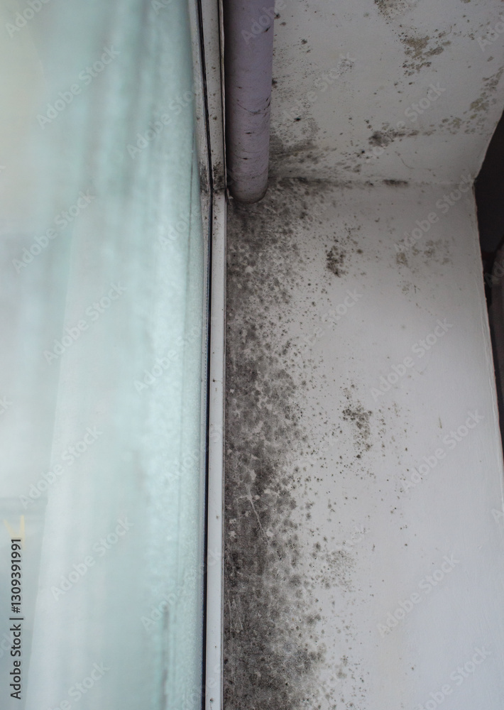 Toxic mold patches on damp wall near window frame indoors Toxic mold patches on damp wall near window frame indoors