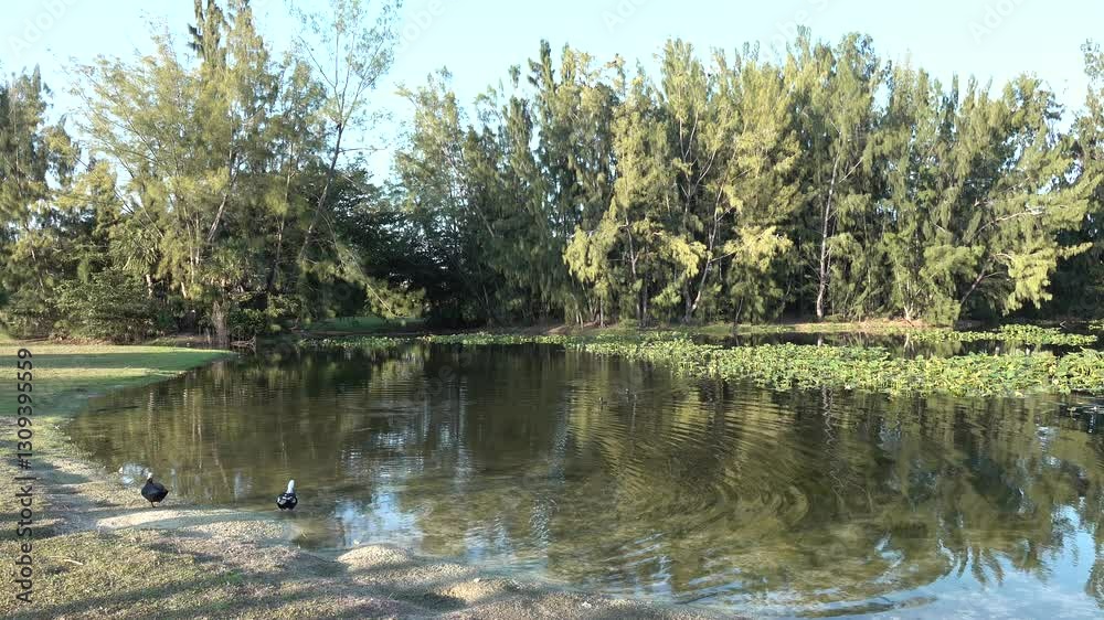 Parque amelia dia hermoso sol radiante entre patos y arbloes frondosos Parque amelia dia hermoso sol radiante entre patos y arbloes frondosos
