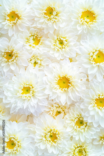 Vertical Chrysanthemums springtime scenery, nature background. Festive holiday greeting card for Birthday, Woman or Mothers Day.