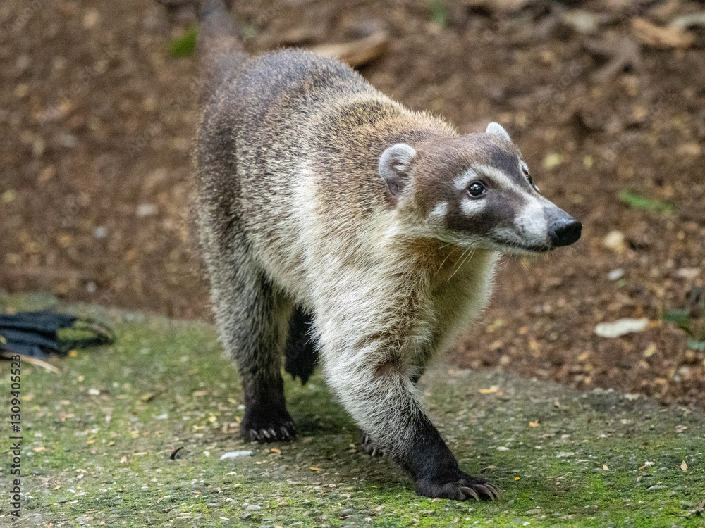 Nasenbär Nasenbär