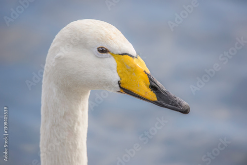 Fototapeta Naklejka Na Ścianę i Meble -  Whooper swan portrait close up